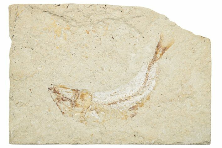 Cretaceous Fossil Fish (Scombroclupea?) - Lebanon #251411